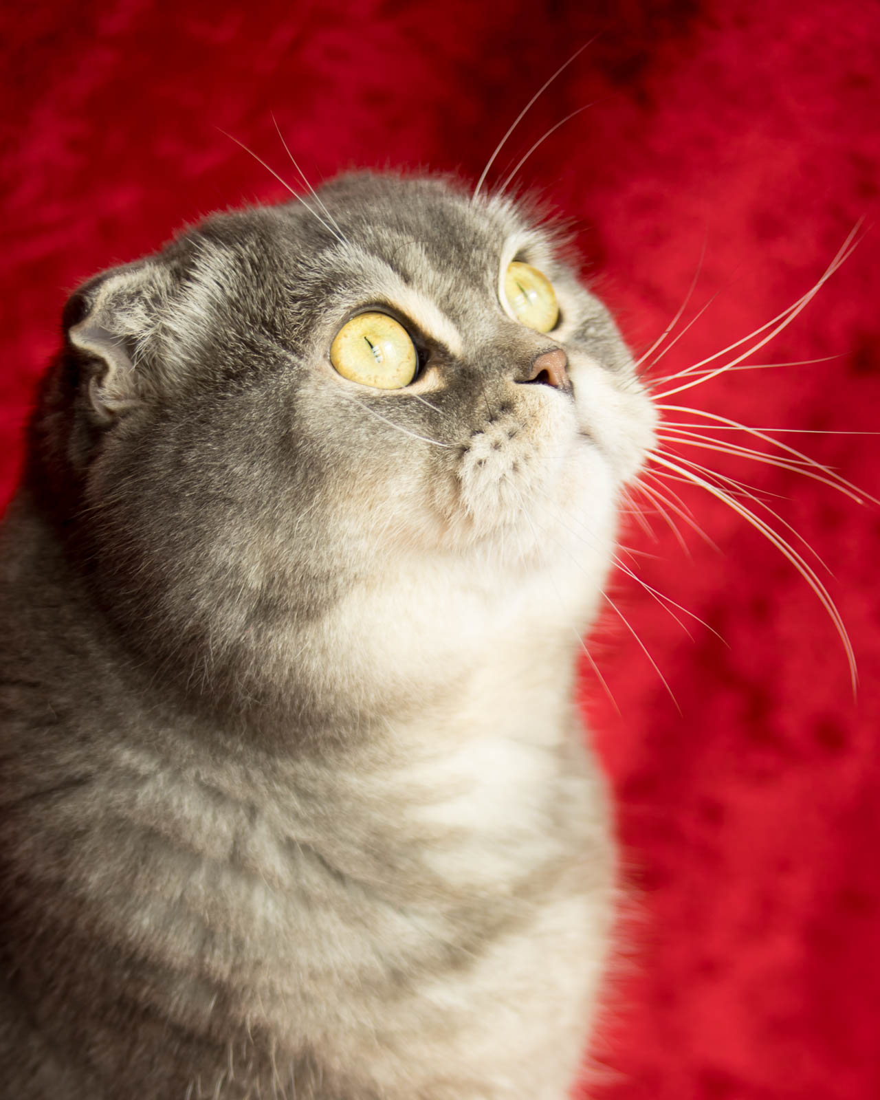 Pet cat portrait during a relaxed family photoshoot in London
