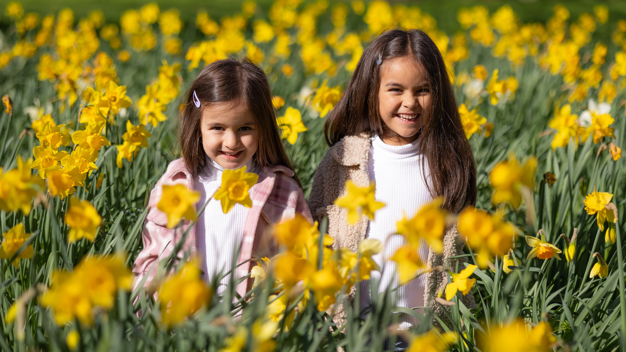 Young sisters laughing in a field of daffodils, London family photography