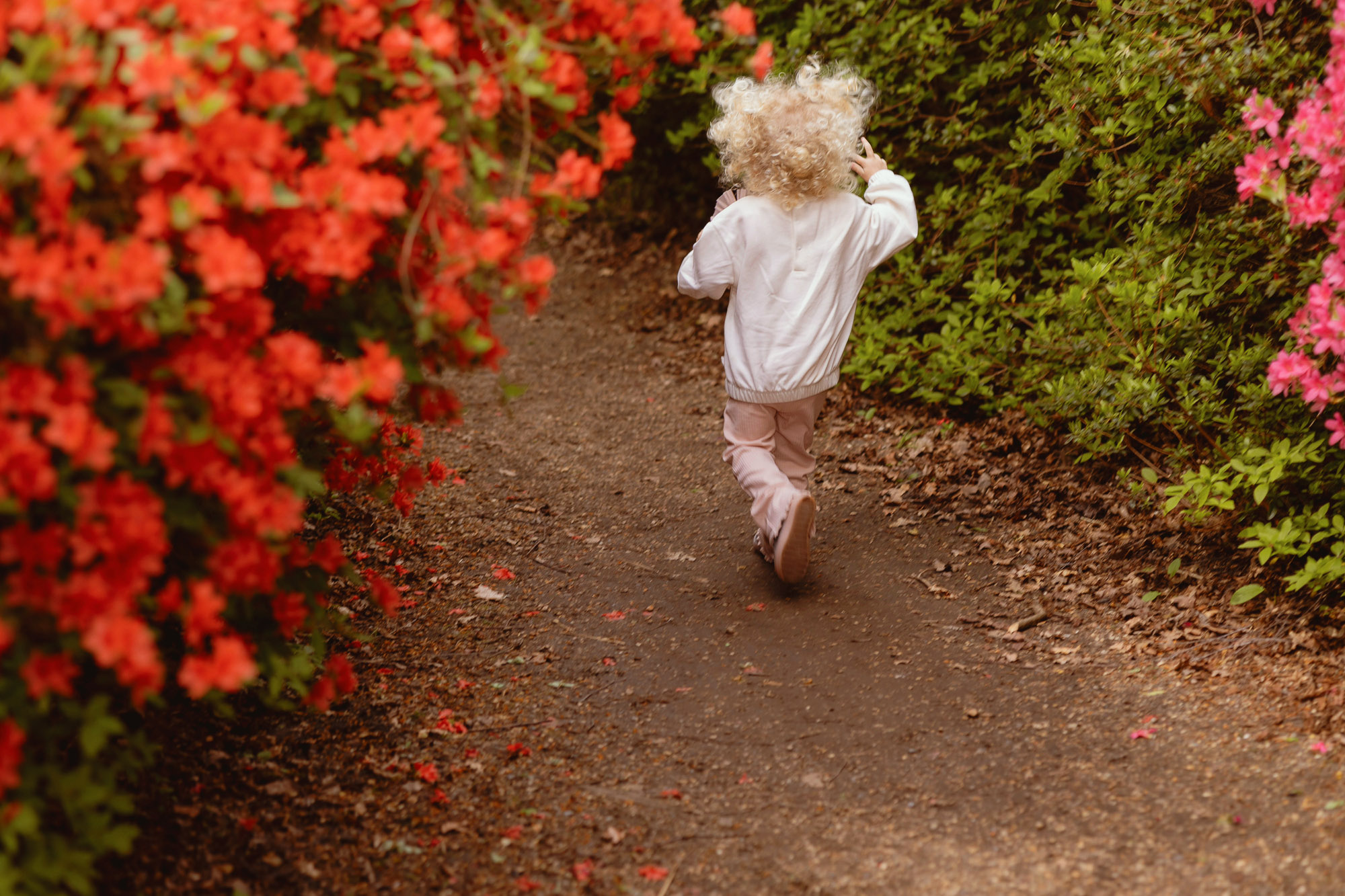 Toddler walking along a garden path surrounded by colourful flowers, candid storytelling family photography in London
